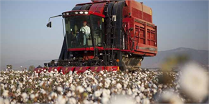 Pamuk para etmedi, üretici tohumculuğa yöneldi