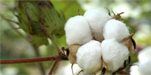 Pamukta Kirliliğin Önlenmesi Çalışmaları