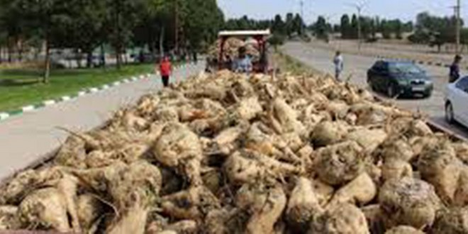 Yerköy`de Pancar Alım Kampanyası Başladı