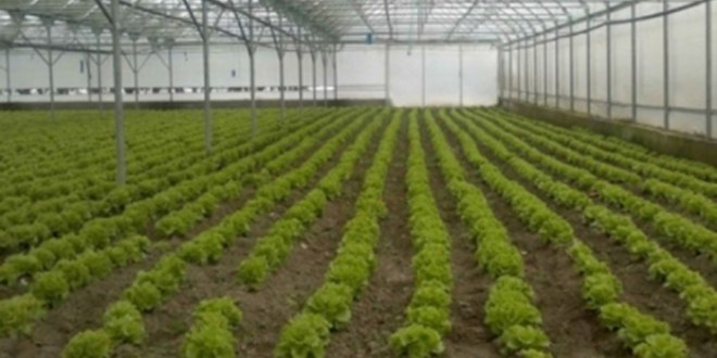 Pasinler`de Çin Serası Kuruldu