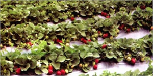 Pozantı`daki `Çilek Tutan Kınalı Eller` Projesi