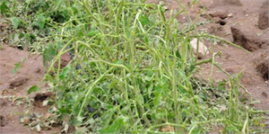 Simav`da Sağanak, Domates Ekili Arazileri Vurdu