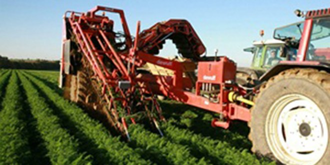 Sebze üretim alanlarına 70 lira ödeme yapılacak