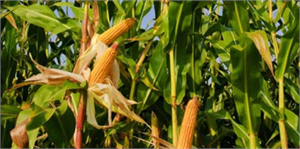 Şanlıurfa`da Sıcak Hava Mısır Verimini Düşürdü