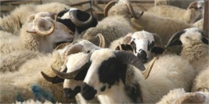 Kilis`te Küçükbaş Hayvan Kaçakçılığı