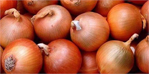 Soğanda rekolte düştü