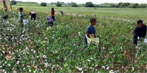 Söke`de Pamuk Toplama Fiyatlarını Açıkladı