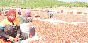 Tarım işçiçisinin yüzde 83`ü sigortasız