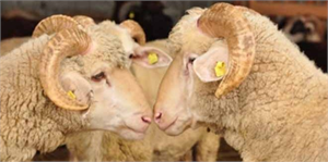 Tekirdağ`da, `Mavi Dil Hastalığı` Önlemleri