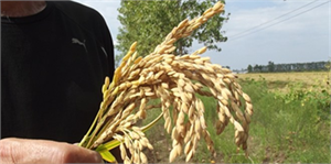 Termeli Çeltik Üreticisi Umduğunu Bulamadı