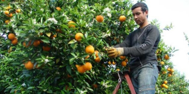 Toprak Analizi, Narenciyede Kaliteyi Artırıyor