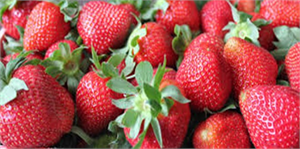 Saruhanlı`da Tütün Yerine Çilek Üretimi Projesi Hayata Geçti