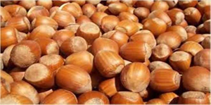 TZOB Başkanı Bayraktar, Fındık Fiyatları ve Et İthalatı Konusunda Açıklamalarda Bulundu