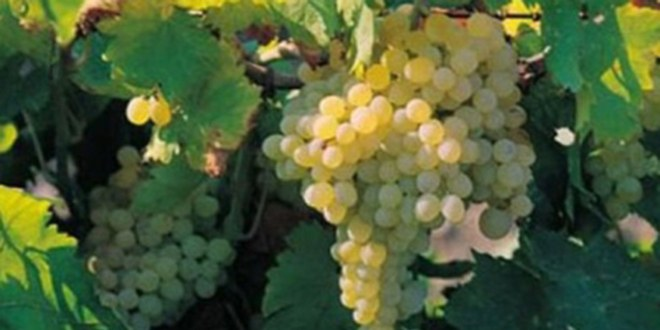 Üzümdeki Verim `Erken Uyarı`Yla Artırılacak