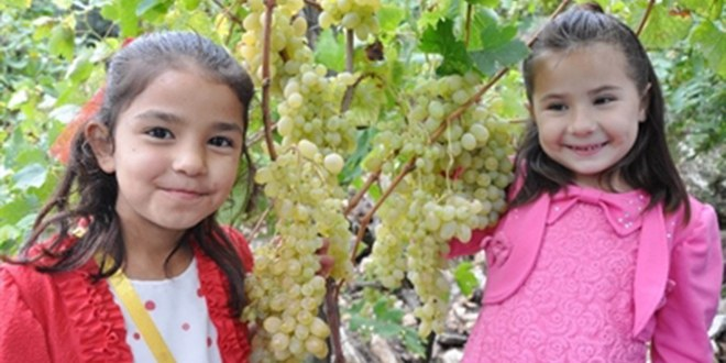 Üzümle Yüzü Gülen Çiftçi Festivalde Coştu