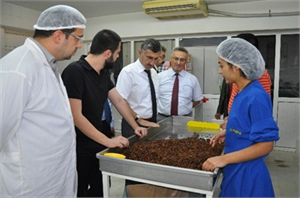 Manisa Valisi Bektaş, Salihli`de Tarım İşletmelerini Gezdi