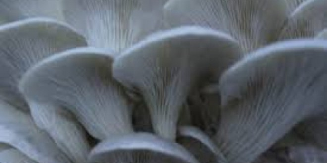 Yeni mantar üreticileri aranıyor