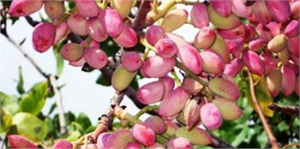 Yeşil Altın` Üreticinin Yüzünü Güldürdü