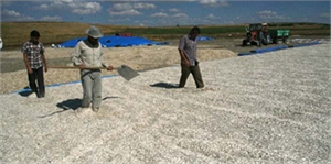 Yozgat`ta Ayçiçek Hasadı Yapıldı