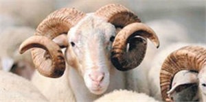 Yozgat`ta Kurbanlık Hayvan Sevkıyatlarına Sıkı Denetim