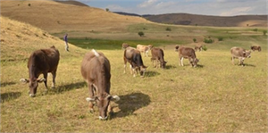 Yüksekova`da Hayvancılık Gelişiyor