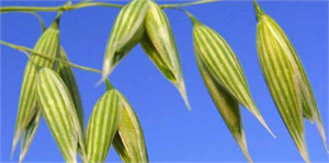 Yulafta kuraklığa karşı `Arslanbey`