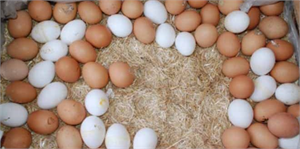 Temmuzda İçme Sütü ve Yumurta Üretimi Azaldı