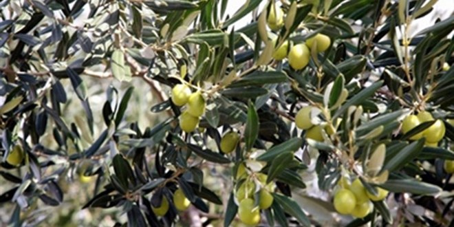 Zeytincilik Sektöründe Büyük İşbirliği