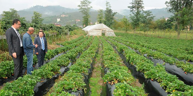 60 Dönümde 30 Kişi Çalıştırıyor