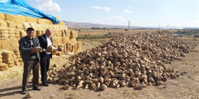 Alternatif Ürünlerin Hasadı Başladı