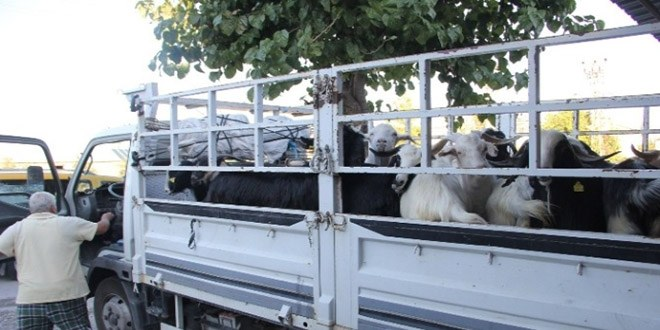 Antalya`da Kurbanlıklar Haczedildi