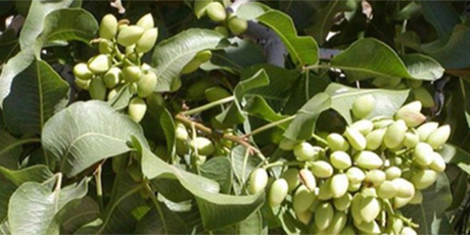 Elbeyli`ye Antepfıstığı Kapama Bahçesi Tesis Edilecek