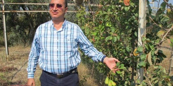 Turgutlu`da Etruska Armut Ağaçları 2. Meyvesini Verdi