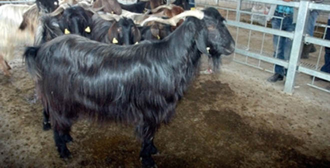 Ankara`da 90 bin büyükbaş ve 64 bin küçükbaş hayvan Kurban edildi.