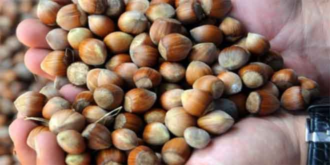 Dünya, Ucuz Gürcü Fındığına Yöneldi