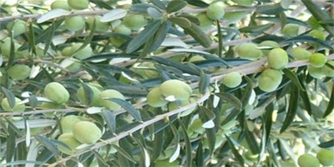 Edincik`te Zeytin Alım Kampanyası Başladı