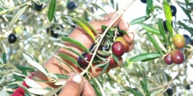 Aydın`da Zeytin Hasadı Başladı