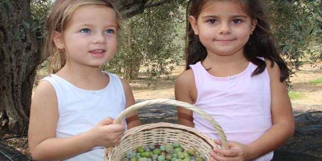 Aydın Zeytin Hasat Şenliği Festival Havasında Geçti