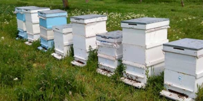 Ayı Kovanları Dağıttı! Kovan Sahibi Şikayetçi Oldu