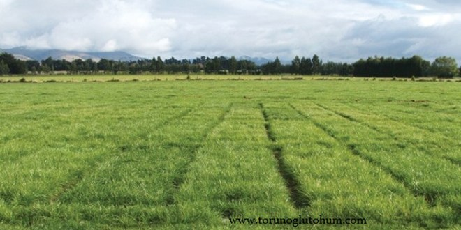 Bakanlık 1,9 Milyon Hektar Alanı Meraya Dçnüştürdü