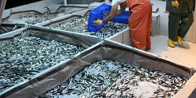 Balık fiyatları yarı yarıya düştü