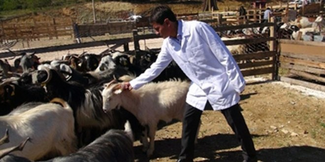 Bilecik Belediyesi`nden Hayvan Pazarında Denetim