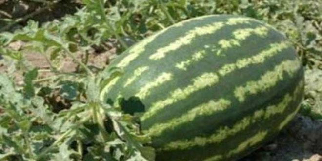 Boranhaneler Suni Gübreye Yenik Düştü