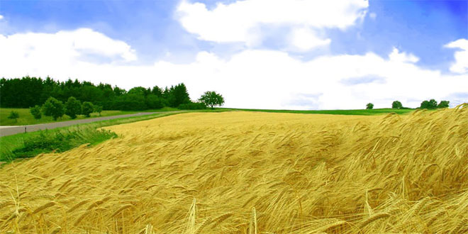 Türkiye`de Yaklaşık 7,8 Milyon Hektara Buğday Ekiliyor