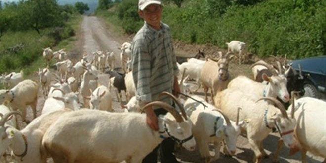 Burhaniye`de `Mavi Dil` Karantinası