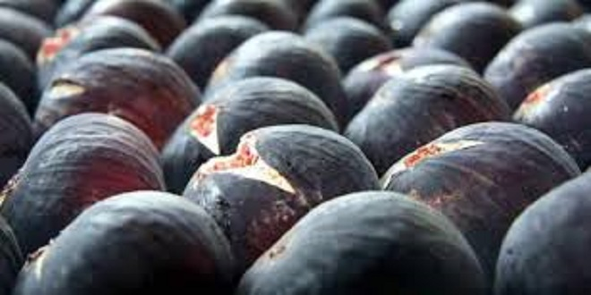 Bursa`nın `Siyah İnciri` Mercek Altında