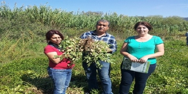 Çiftçinin Yeni Gözdesi Yerfıstığı