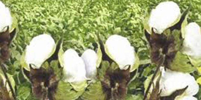 Çin Kotası `Beyaz Altın`ı Vurdu