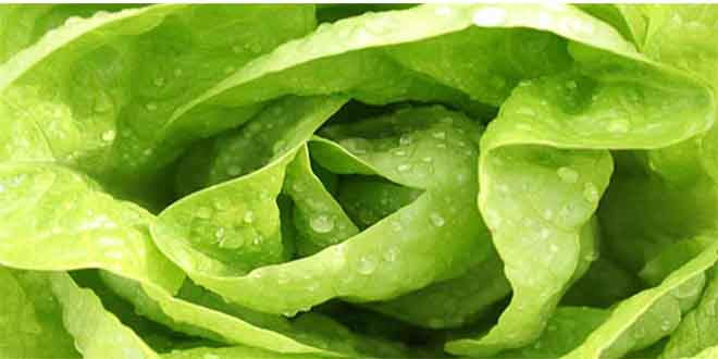 Aydın Çine`den Rusya`ya Marul İhracatı