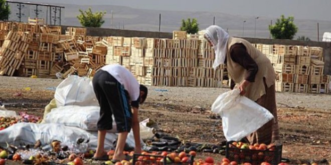 Çöpten Sebze Meyve Toplayanlar